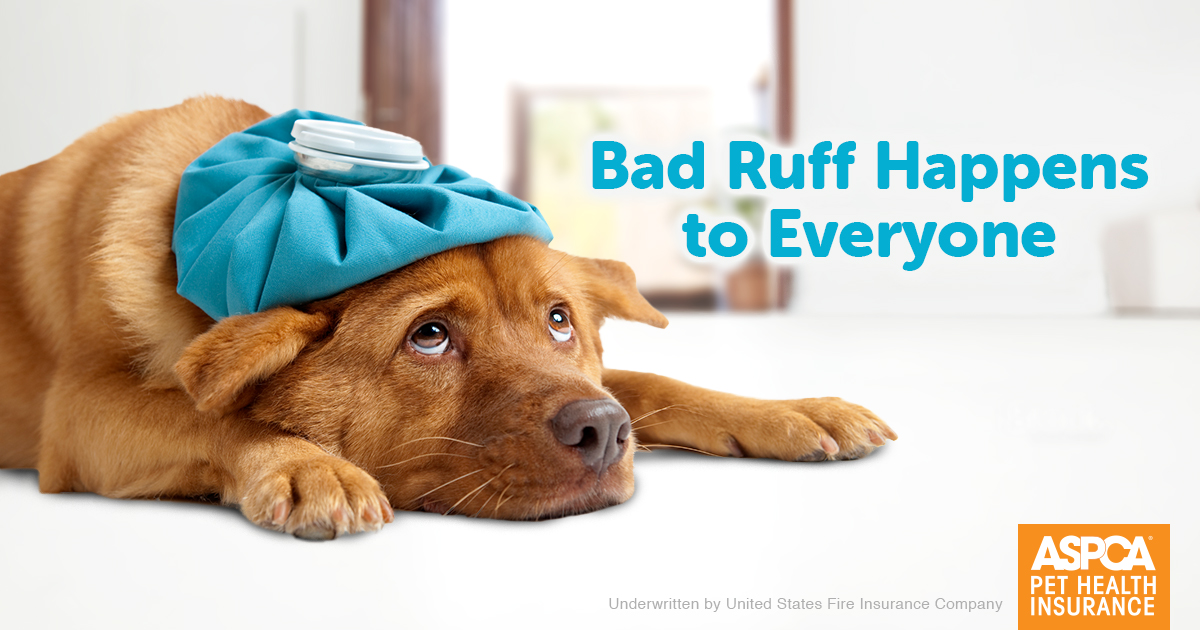 ASPCA Pet Health Insurance can help you worry less about cost when your pet is in need of care. Enroll Today! 

To enroll click the link below and use our code EBFOS: aspcapetinsurance.com/FocusOneSource…