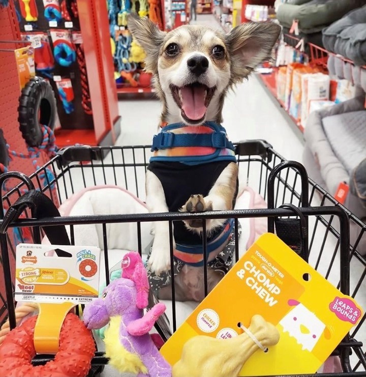 ShopDelMonte's tweet photo. 👆 Your pet's face when they find out you're going to @petco! 😺 🐶 #ShopDelMonte https://t.co/taVRuSzEqn