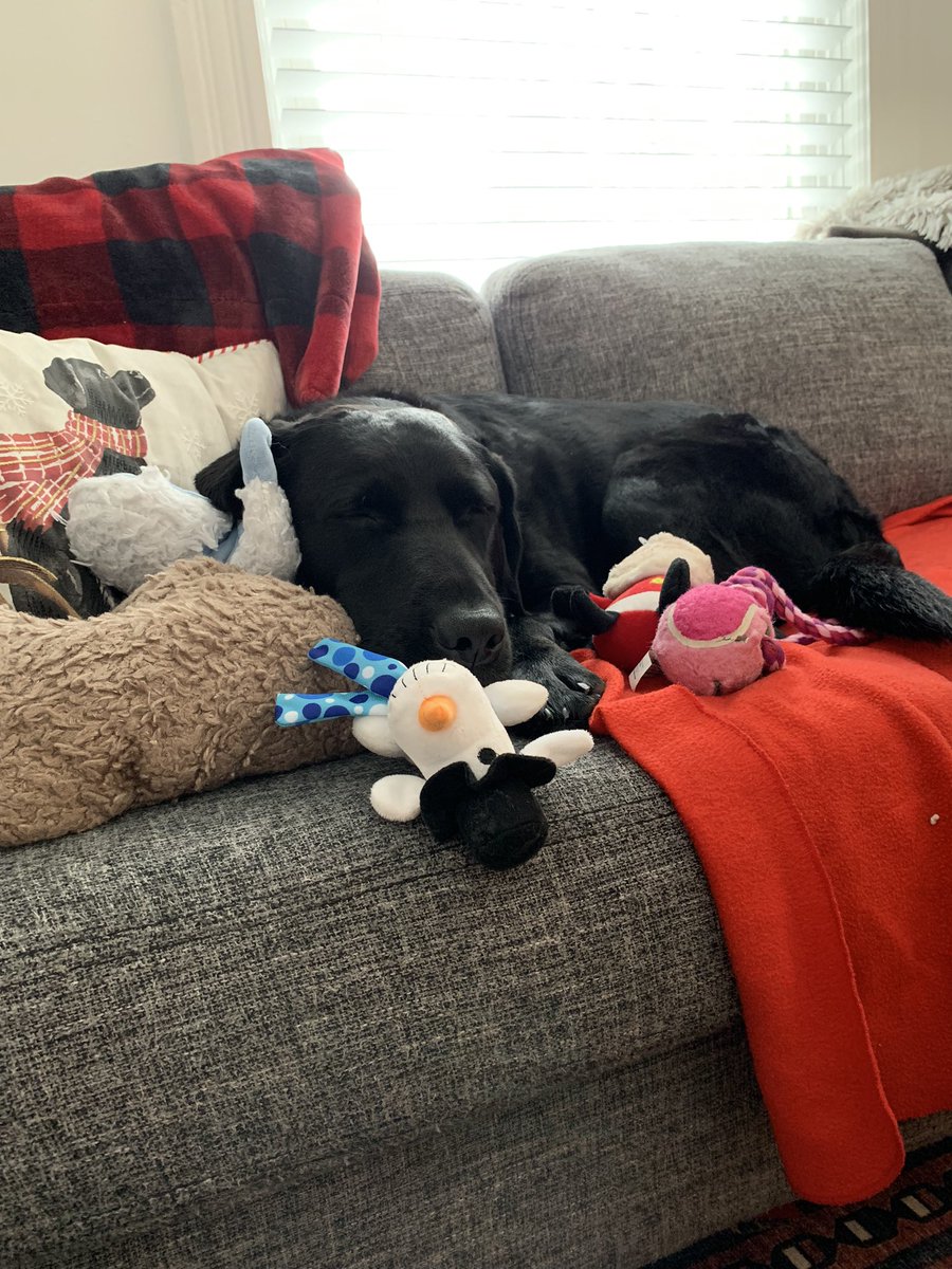 Lots of chats about how pets benefit our mental health today! #BellLetsTalk