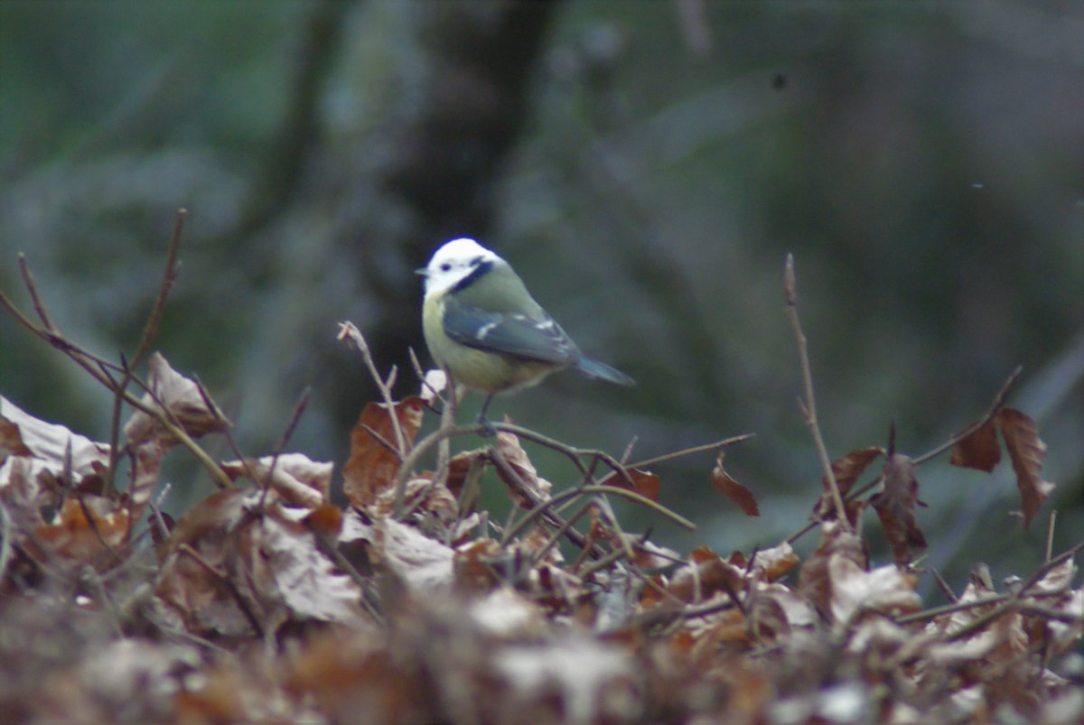 Do bluetits have winter plumage? #Winterwatch
