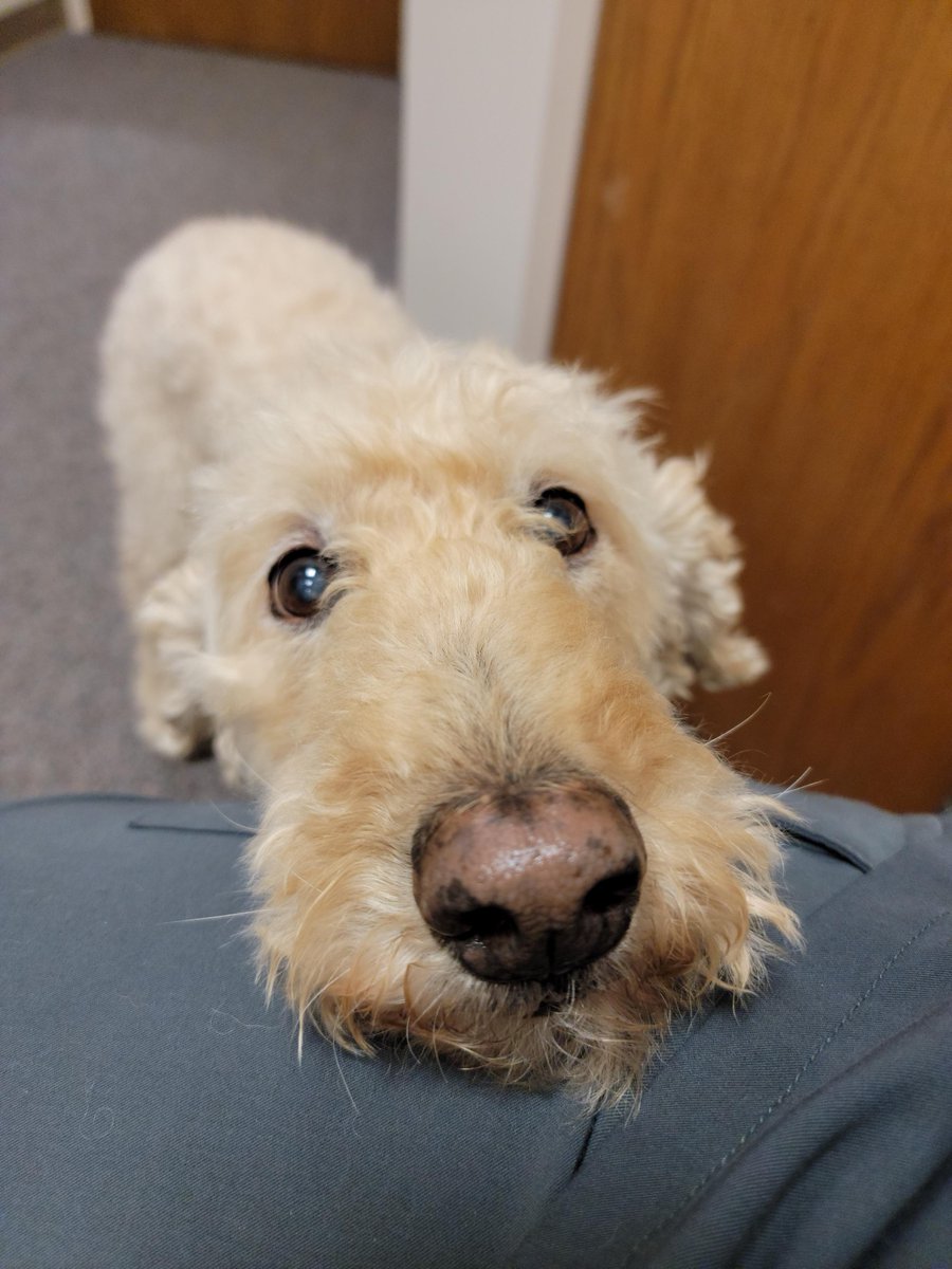 mymhsystem's tweet photo. Gidgit loves days when she gets to visit her friends at MMH! #MemorialPups #TherapyDogs #Gidgit #WeLOVEOurTherapyDogs 🐕🦺 💙 https://t.co/9IeC4vWLDh