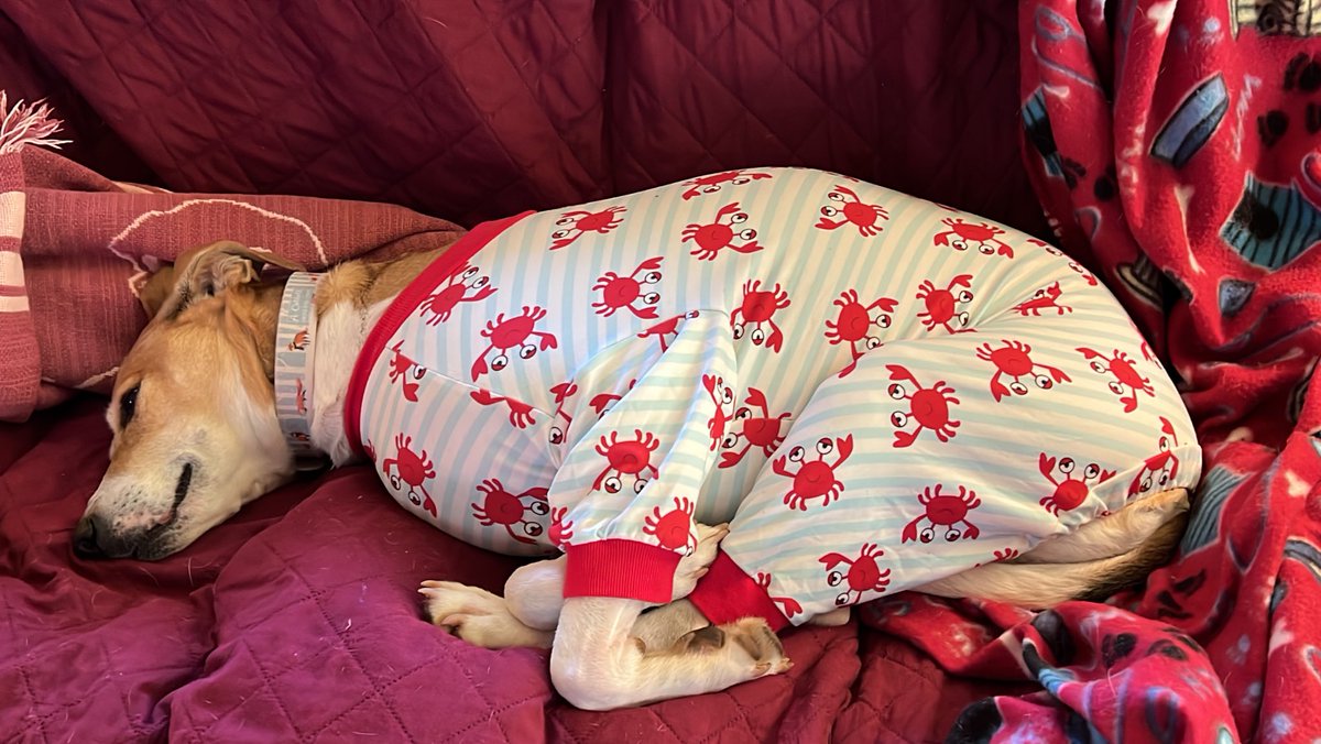 ADCat975's tweet image. #spoileddoggo