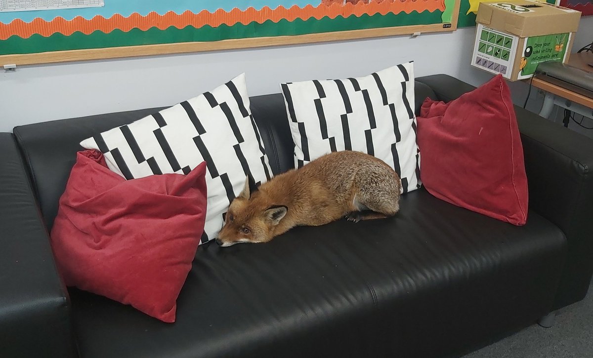 Look who we found, comfy in the staff room this morning 🌄 🦊😍