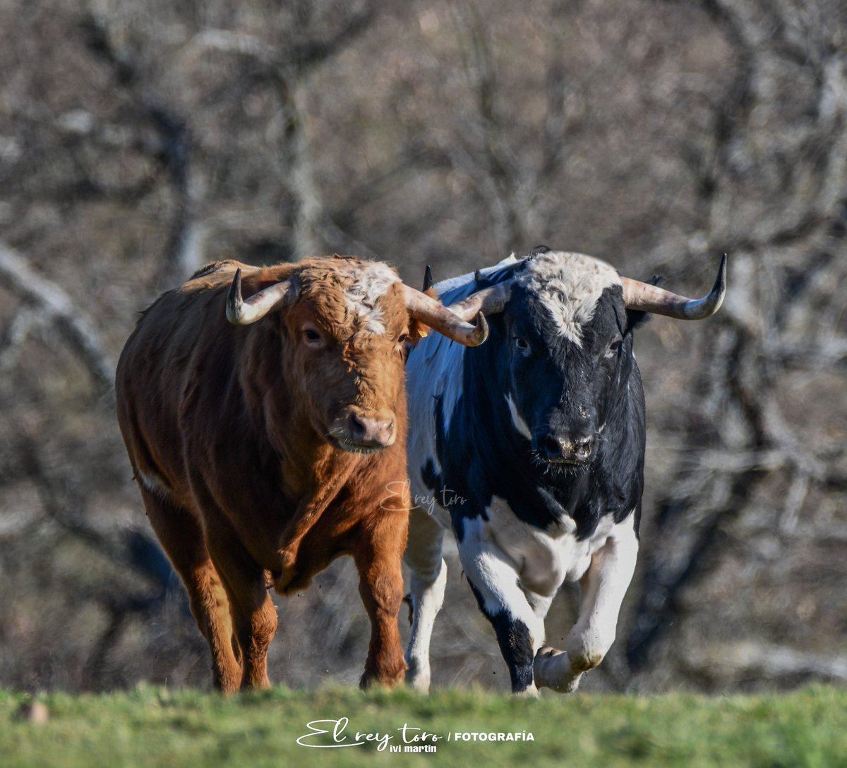 El Rey Toro tweet media