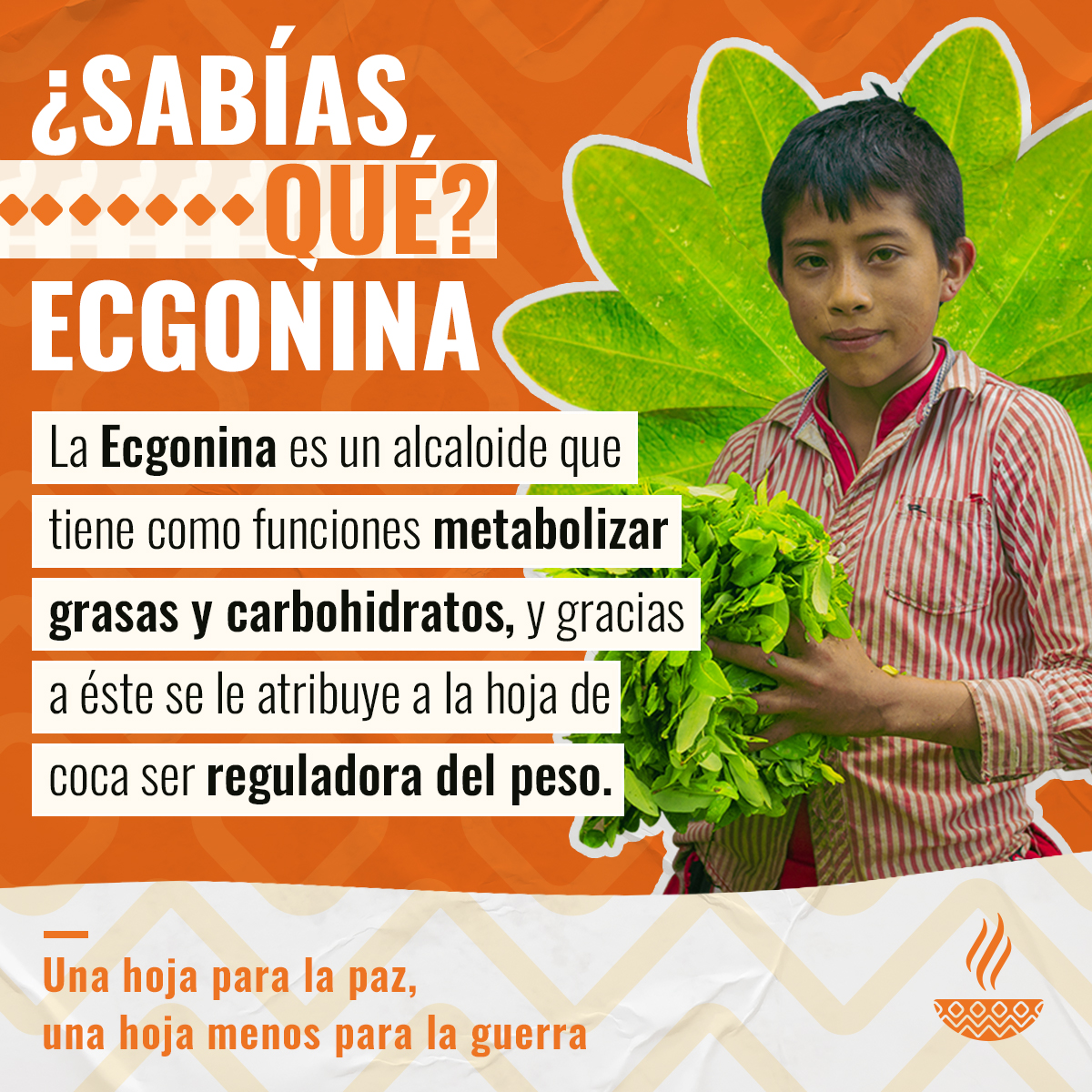 Desafío Observación idiota las propiedades de la hoja de coca Belicoso