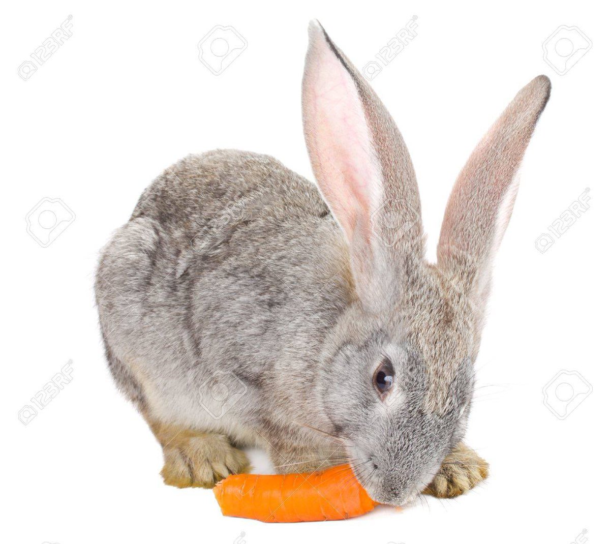 la_flemwe's tweet photo. Les carottes ça se fait vite manger fais attention coño😹😹😹😹😹😹😹 https://t.co/17KlR5jNgr