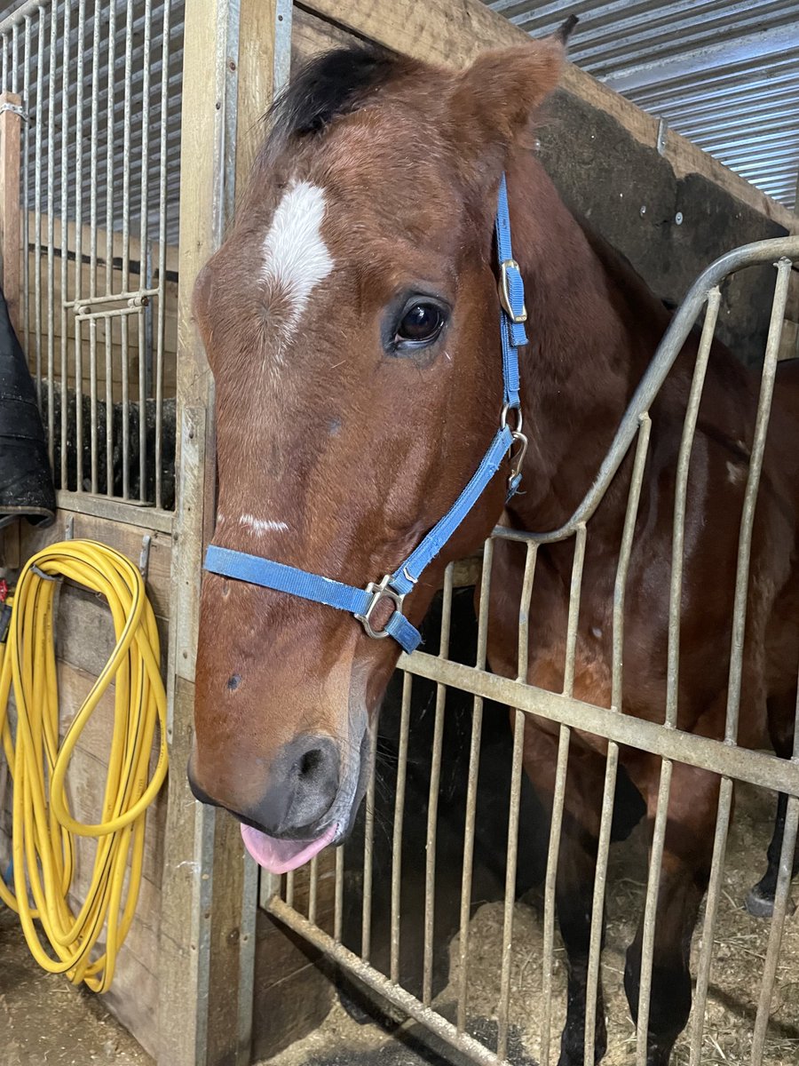 LusiAndAlbert's tweet photo. Nothing like a visit with my boys. Everyone in the barn was talking about Albert’s race last night. Magical Arthur seemed excited to hear about uncle Albert’s win. #twogeldedrockstars #lovemyboys #classylane #thebountyofillusionist #magicalalbert https://t.co/M7fYTG9R6Z