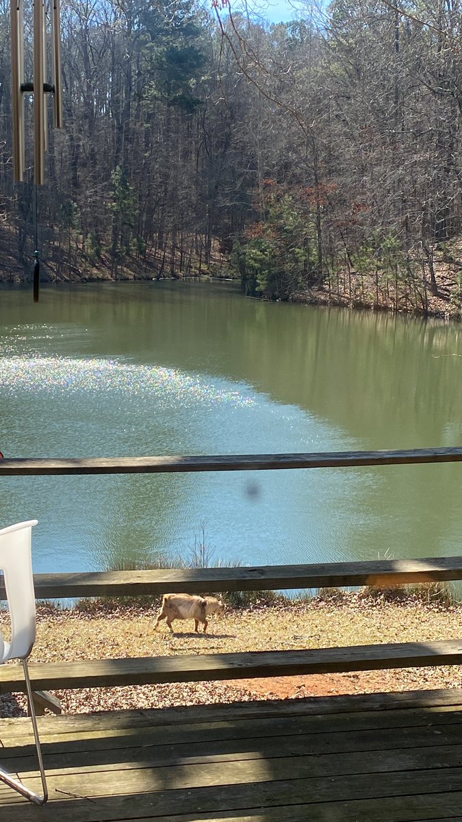 WolfexTech's tweet image. I had a lovely meeting on the lake today with my new mentor and his goats, Keith and Allen. Definitely motivated to keep on pushing 🙌🏾