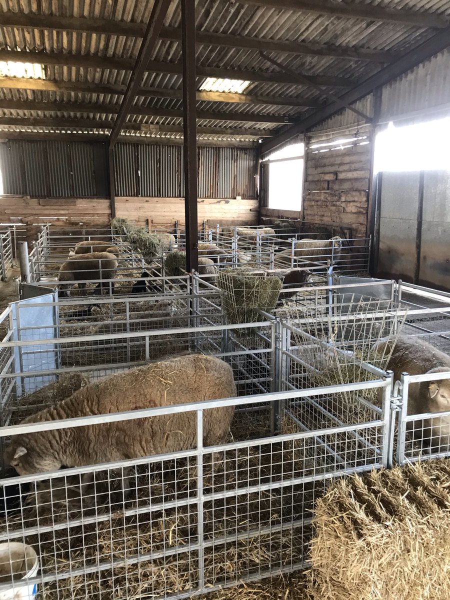 We need April lambing help for Aberblack &amp; Aberfield stud ewes. all lambs recorded with <a href="/InnovisLtd/">Innovis Ltd</a> &amp; Signet. Great opportunity to work with an “Innovative”, fun loving if opinionated team. For more info please message or email farm@bentleysuffolks.co.uk
<a href="/AHDB_BeefLamb/">AHDB Beef & Lamb</a>