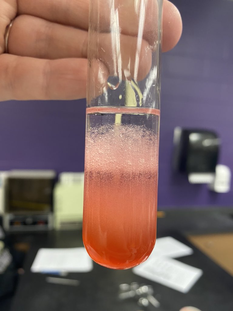 Extracting DNA 🧬🔬from strawberries. #biologyrocks