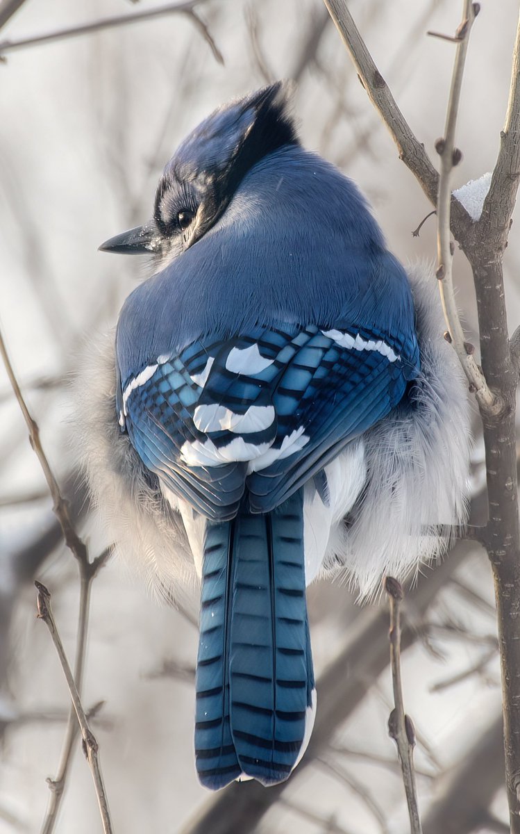 MarcotheLuck's tweet image. « Are you watching me ? »  Another very cold day again.  This Blue Jay stood still for more than 15 minutes, fluffed up in the front and getting some sunlight to keep warm.  #Birdwatching #birdphotography #naturephotography #Ottawa