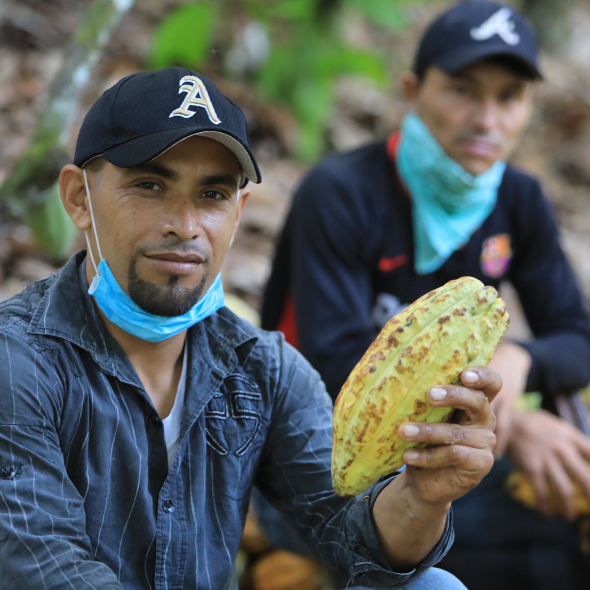 Do you want to discover the flavor profiles of our explosive Chuno? Please visit ingemann.com.ni and contact our sales team to ask for samples and orders! #ingemannfinecocoa #fromtreetobean #realsustainability #chocolate #cacao #cocoa #darkchocolate #chocolat #cocoapowder