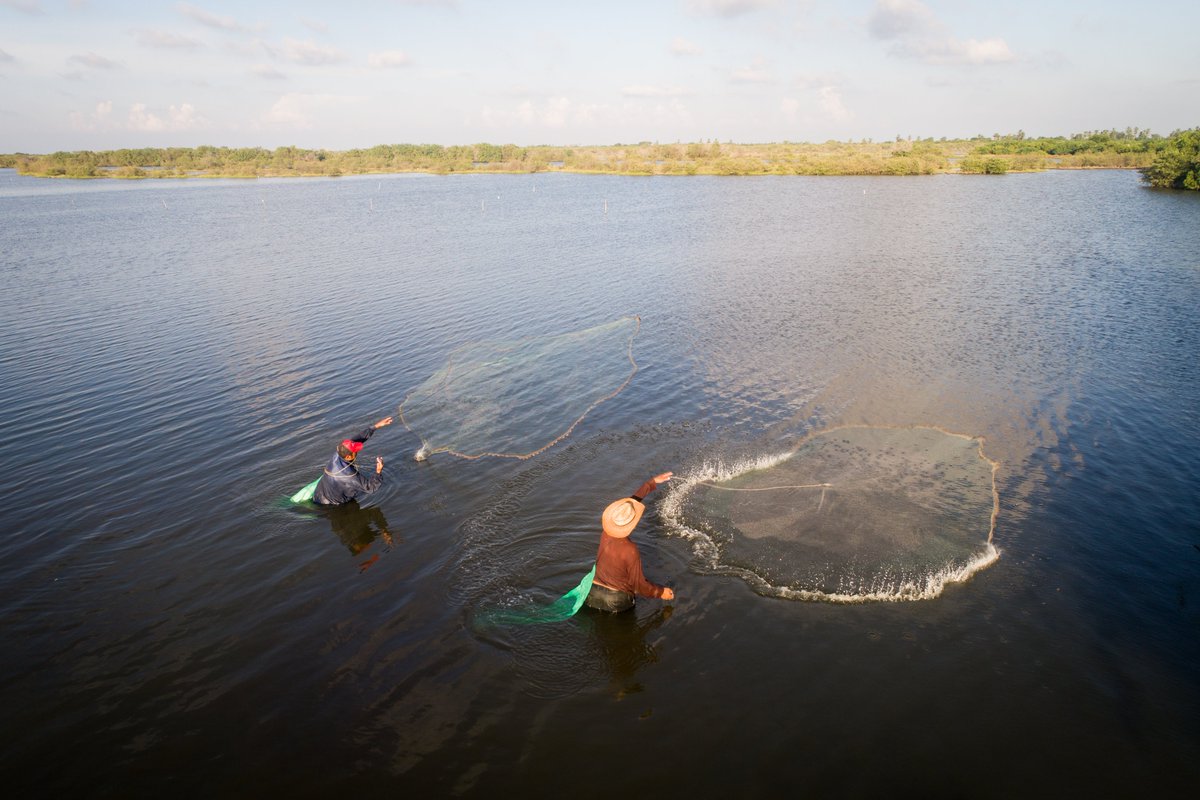 Mexico_TNC's tweet photo. Pescadores artesanales, TNC y @SmartFishAC trabajan para lograr un impacto positivo en la pesca artesanal con el proyecto de mejora pesquera para camarón blanco en la reserva de la biosfera de Marismas Nacionales, Nayarit #DíaDelPescador #PescaResponsable 
https://t.co/LiDphhB058 https://t.co/OV8X4cLSbp