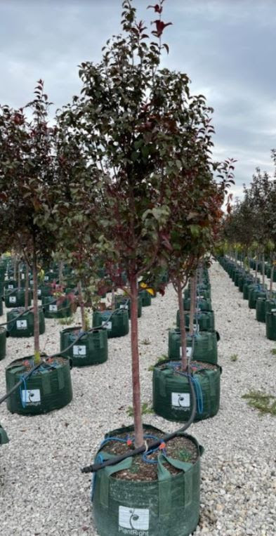 ArborValley's tweet photo. The trees in our new 'Packaged Tree System' stand up better to wind than standard containers and the woven PlantRight Package handles allow for ease in handling, even with a forklift! Contact us today to learn more. #growingqualitylife 
📲 (303) 654-1682 https://t.co/jY638875ft