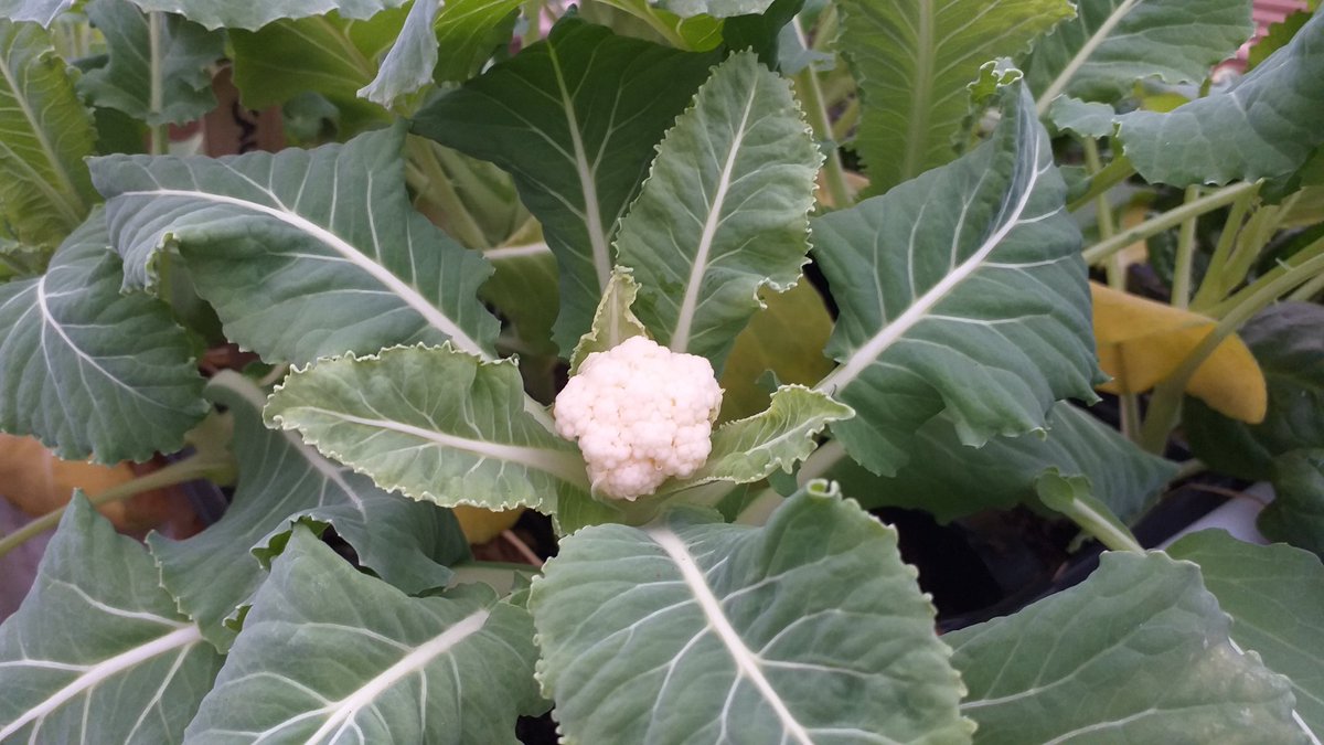 So, Wednesday 'what-you-growing?' day we share an update from our partners Breaking Ground. Today they checked on their winter sown cauliflower and discovered it had grown tiny florets!👩‍🌾 
#getgrowingfood 
#sustainablegardening 
#freshwinterveg 
#communitygrowing
#whatyougrowing