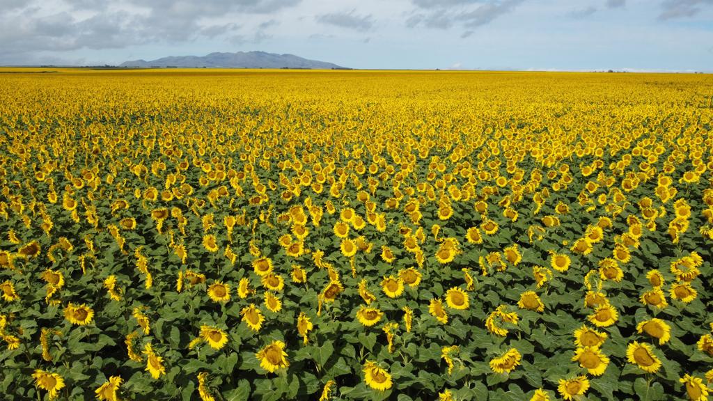 DresMarra's tweet photo. La superioridad estética del girasol es incomparable... https://t.co/3OULDTKTS9
