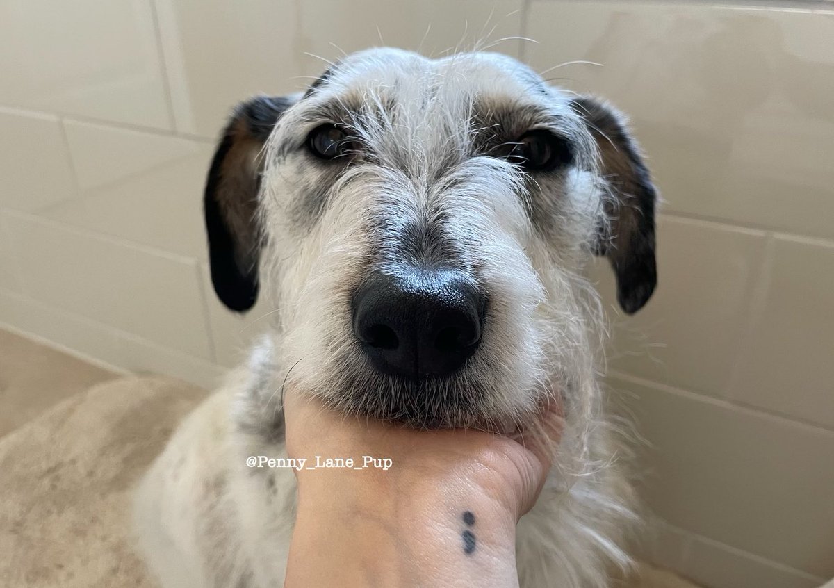 Penny_Lane_Pup's tweet image. You are wuved. You are impawtant. You matter. ❤️❤️❤️

#MentalHealthMatters #BellLetsTalk #semicolon