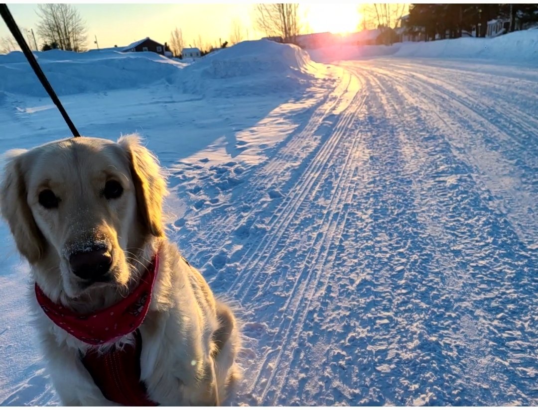 LsSnowlori's tweet photo. @YourMorning @SoniaMangatTV Princess Harper walking to the sunset, and being oh so beautiful today, January 26! https://t.co/pISuR68q10