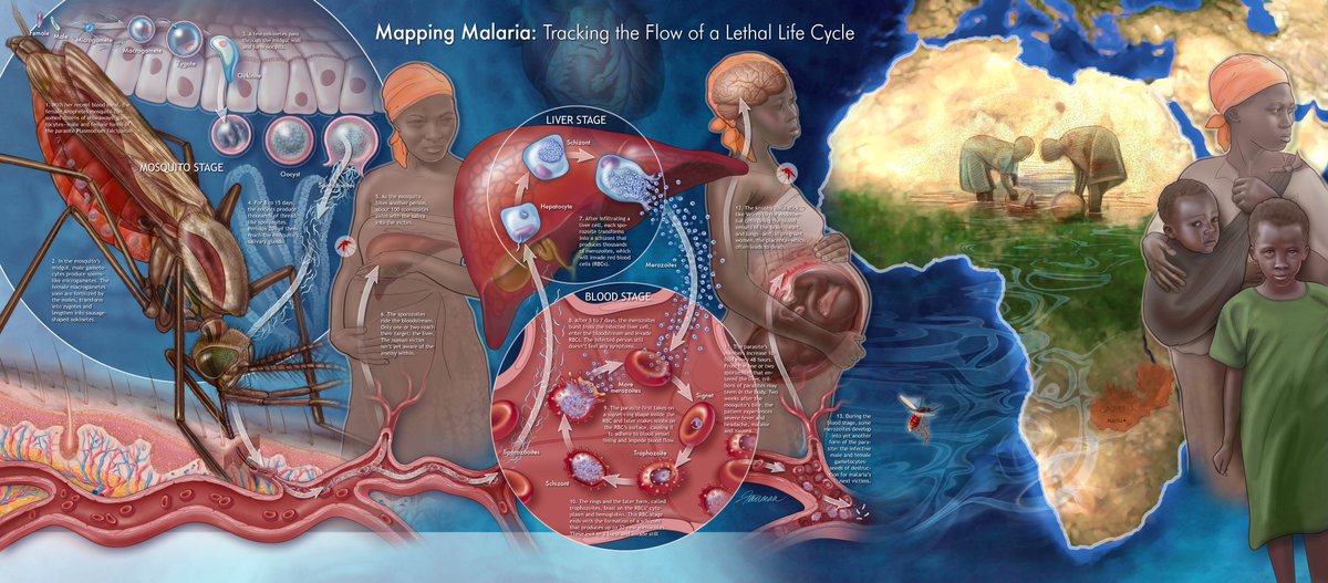 fairmanstudios's tweet photo. 1/4 Public health has always been a meaningful part of my medical illustration work. I created this piece, "Killer in the Blood," back in 2011. #Diversity #representation #publichealth #medicalillustration #sciart #scicomm 
#diversityandinclusion #diversityinmedicalillustration https://t.co/RBK7CXAcID