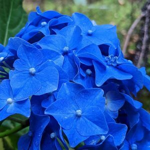plantedhistory's tweet photo. Bigleaf Hydrangea (Hydrangea macrophylla) https://t.co/7soYEtITOG https://t.co/PXqvUY0vYA