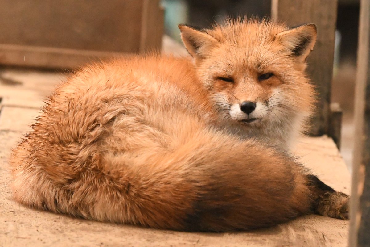 Foxssil(フォクシル) おきつね全国地図4/11ver公開しました! tweet media