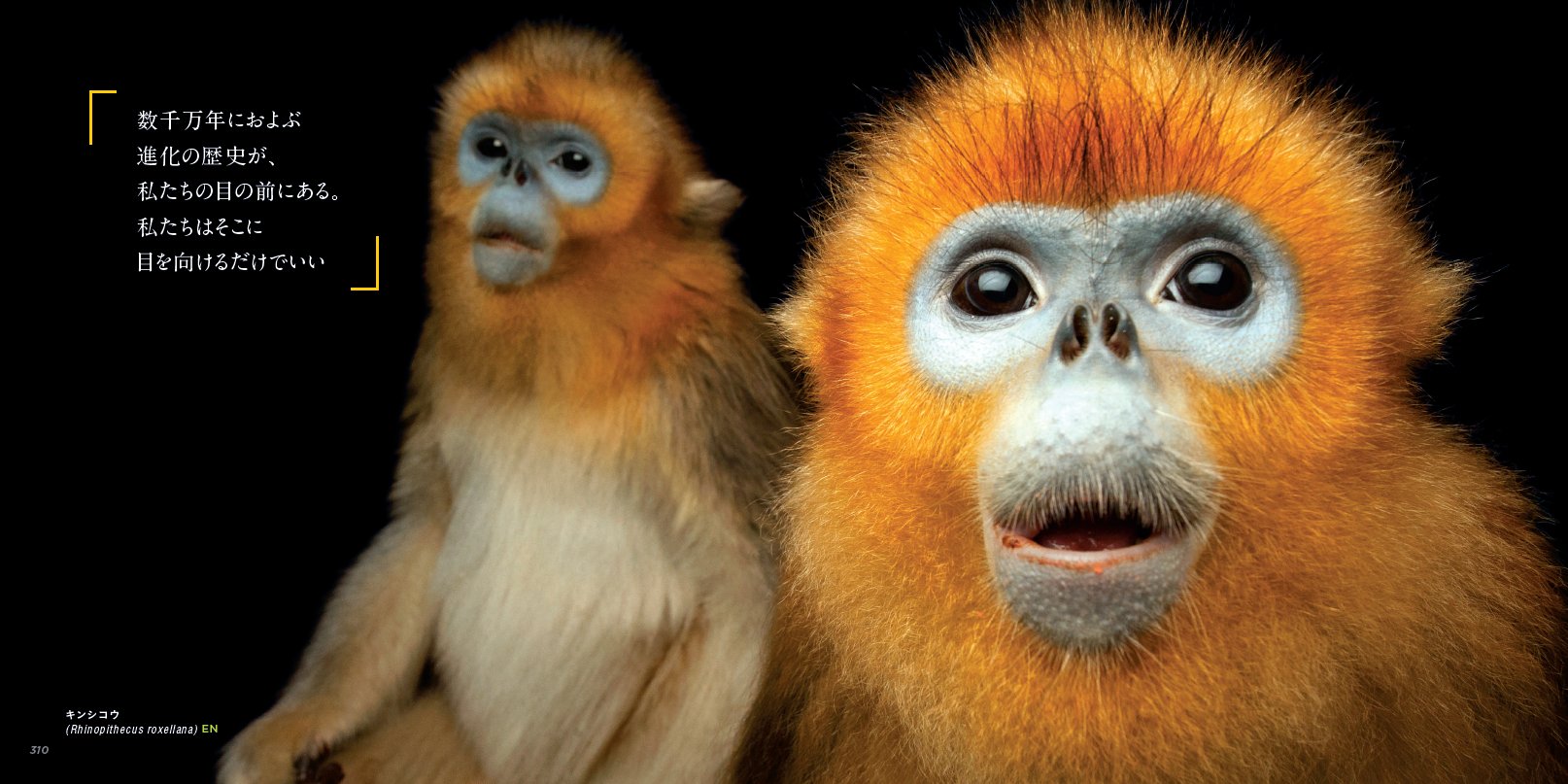 ぽめちゃ Pomecha Twitter