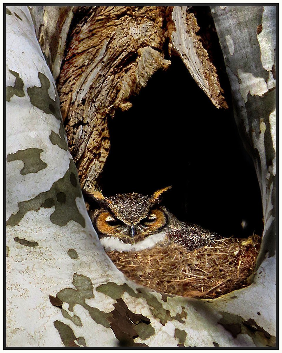bilbowden's tweet image. This Great Horned Owl has acquired quite a loyal and protective fan base in Mt. Joy, Lancaster County. Last March, a falconer legally removed a baby from this nest and angered a crowd of bird lovers. Birders are closely watching the nest this year. @LancasterCounty