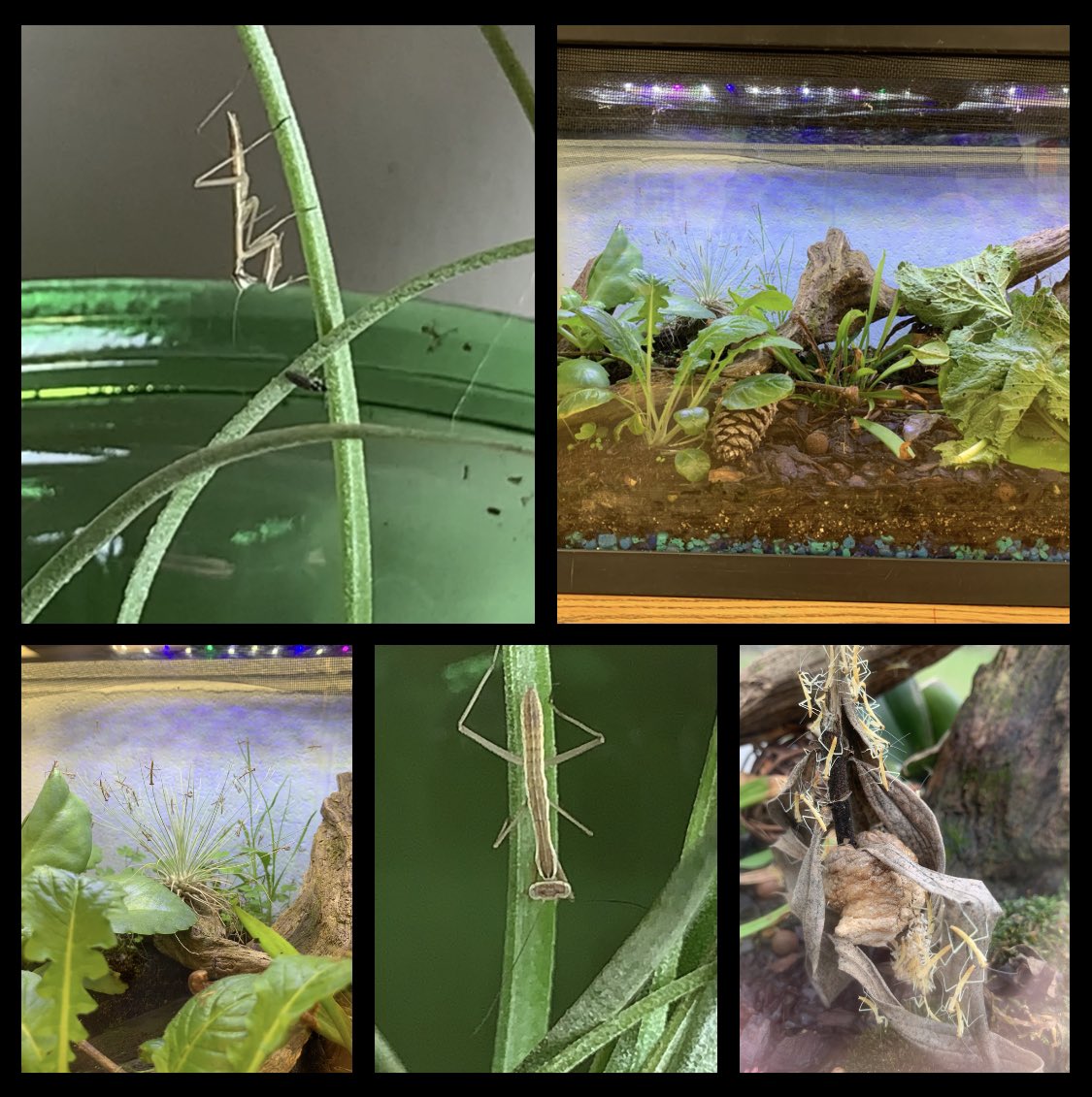 Our mantis egg hatched and our preying mantis babies are growing. They are so adorable! My students are enjoying watching them grow and develop! <a href="/CollierES/">Collier Elementary</a>