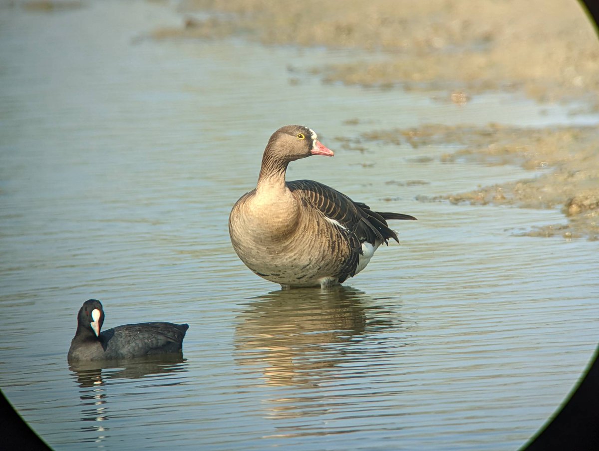 taiwanbirdguide's tweet photo. #Digiscoping of #LesserWhiteFrontedGoose #小白額雁 
Nikon EDG 85 +Pixel 6 Pro

#TaiwanBirdGuide #bird #birding #Taiwan #Frontbird https://t.co/zYxx4ZtflW