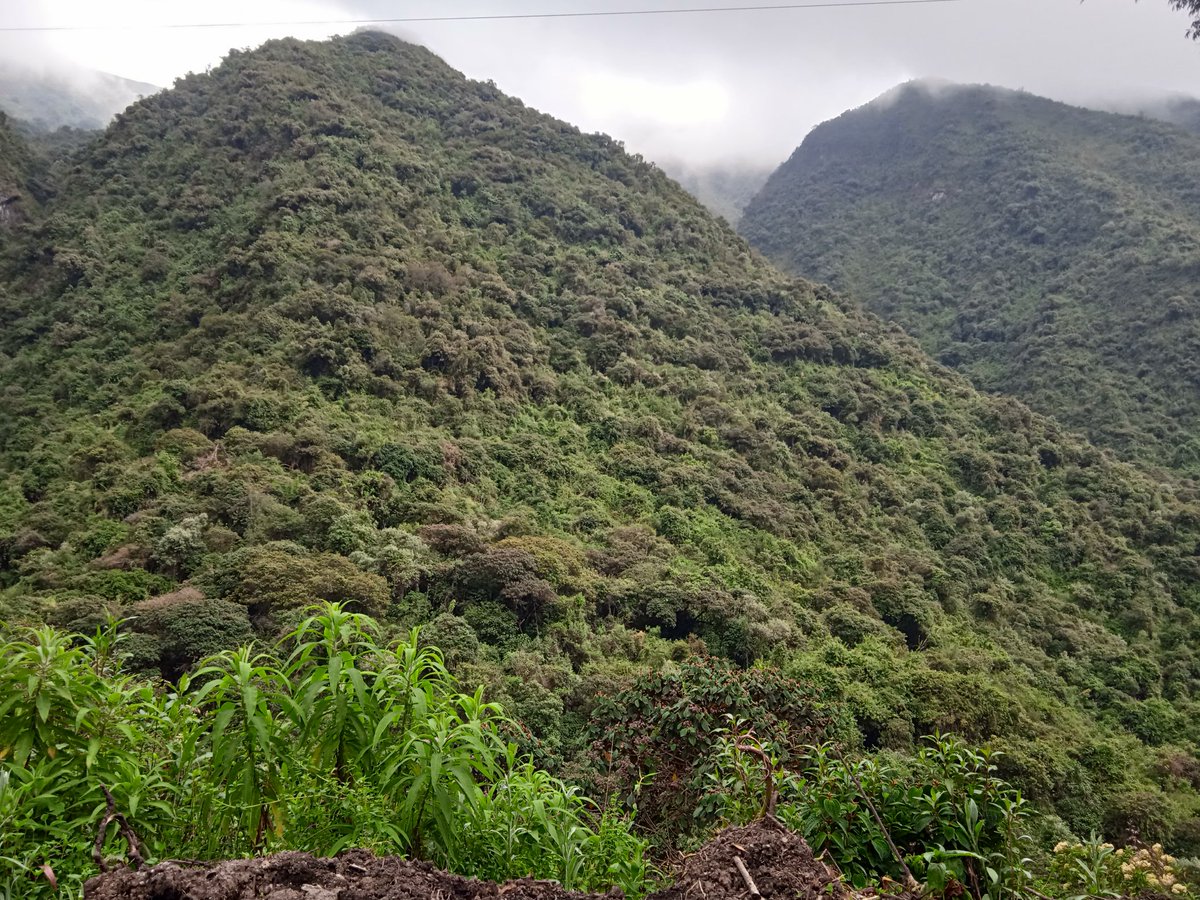 SofiSamaniego12's tweet photo. Respetemos la naturaleza no hay mejor proyecto que PRESERVAR los #boques de #Quito.
#FueraUrkupamba #noalcenizaeiourkupamba #Urkupamba https://t.co/QYGx6IRgZe