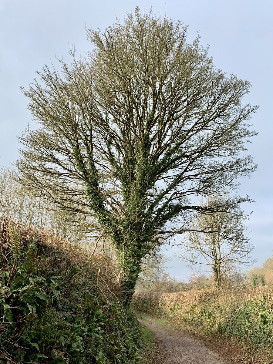 loulouscorpio's tweet photo. Todays #DailyTree pic was taken on a lovely afternoon walk with @Trewern_K around @CockingtonPark where it’s really difficult to pick just one! #TreeClub #Devon #DevonLanes https://t.co/b7q0b47wel