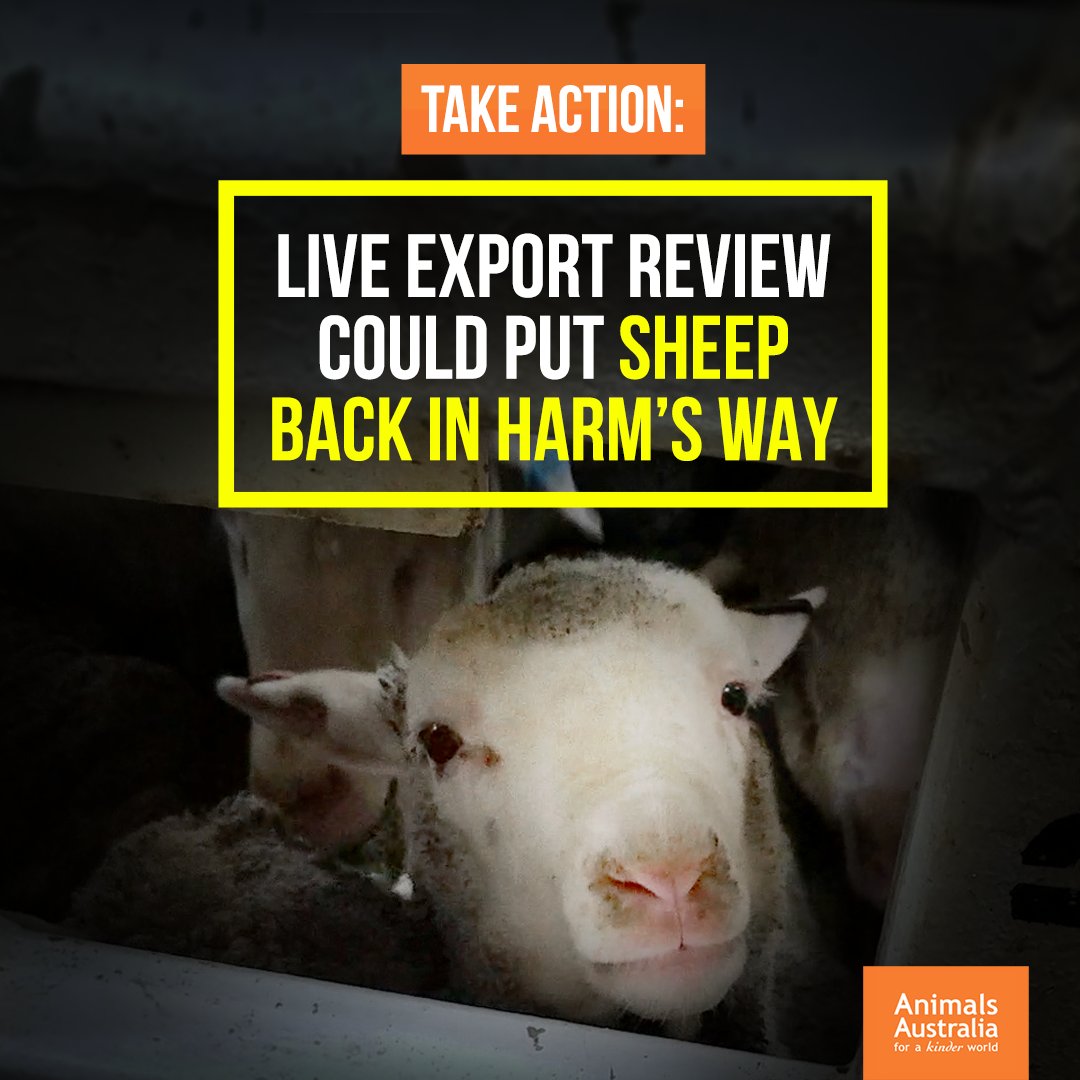 Animals Australia on Twitter: Animals Australia on Twitter: