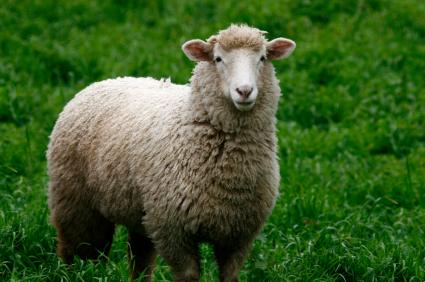 thedailymash's tweet photo. Sheep actually full of radical opinions https://t.co/MGEUNLCopW https://t.co/zvChxImx3v