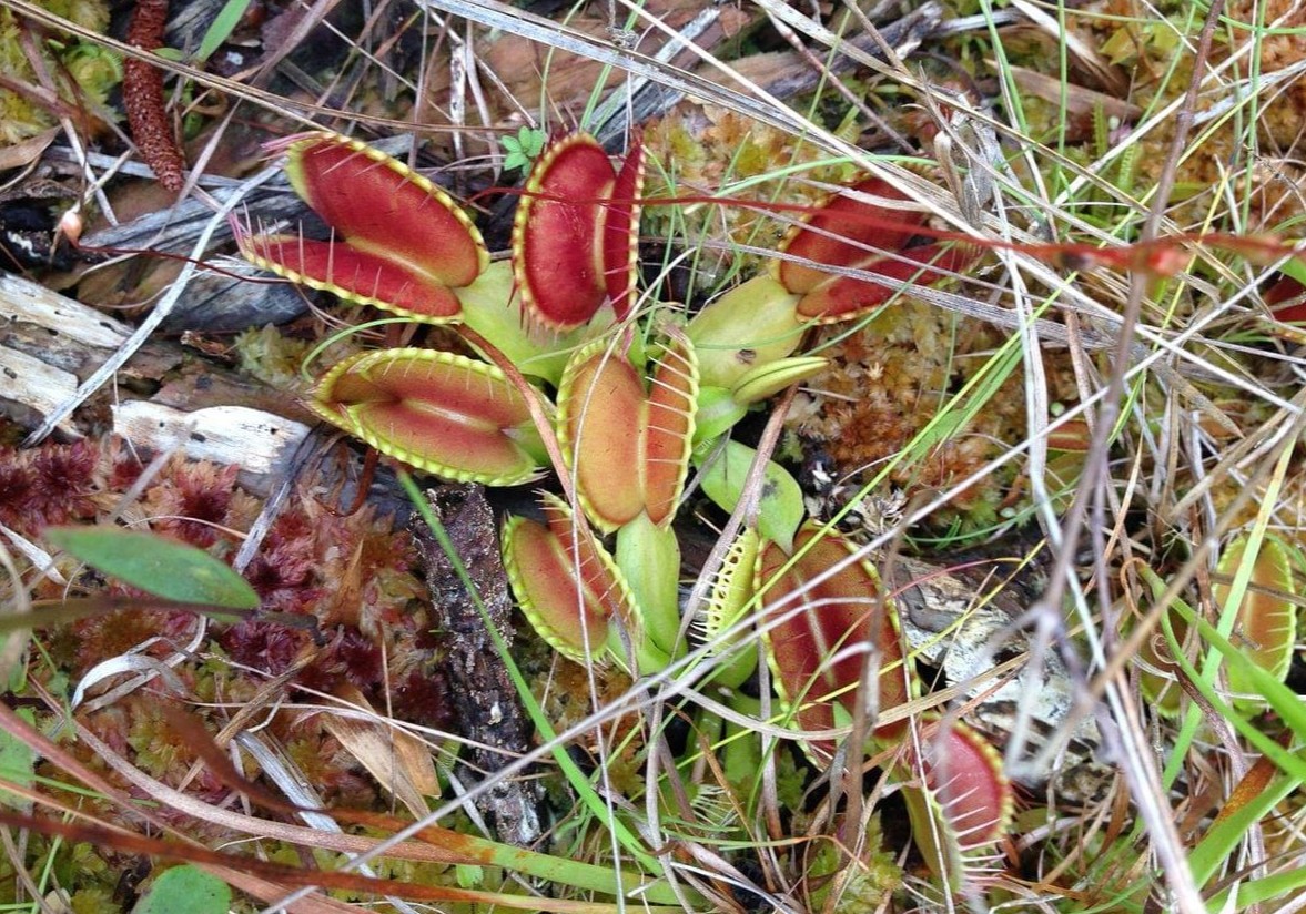 A group of Venus flytrap plants grow up from the ground surrounded by veget...