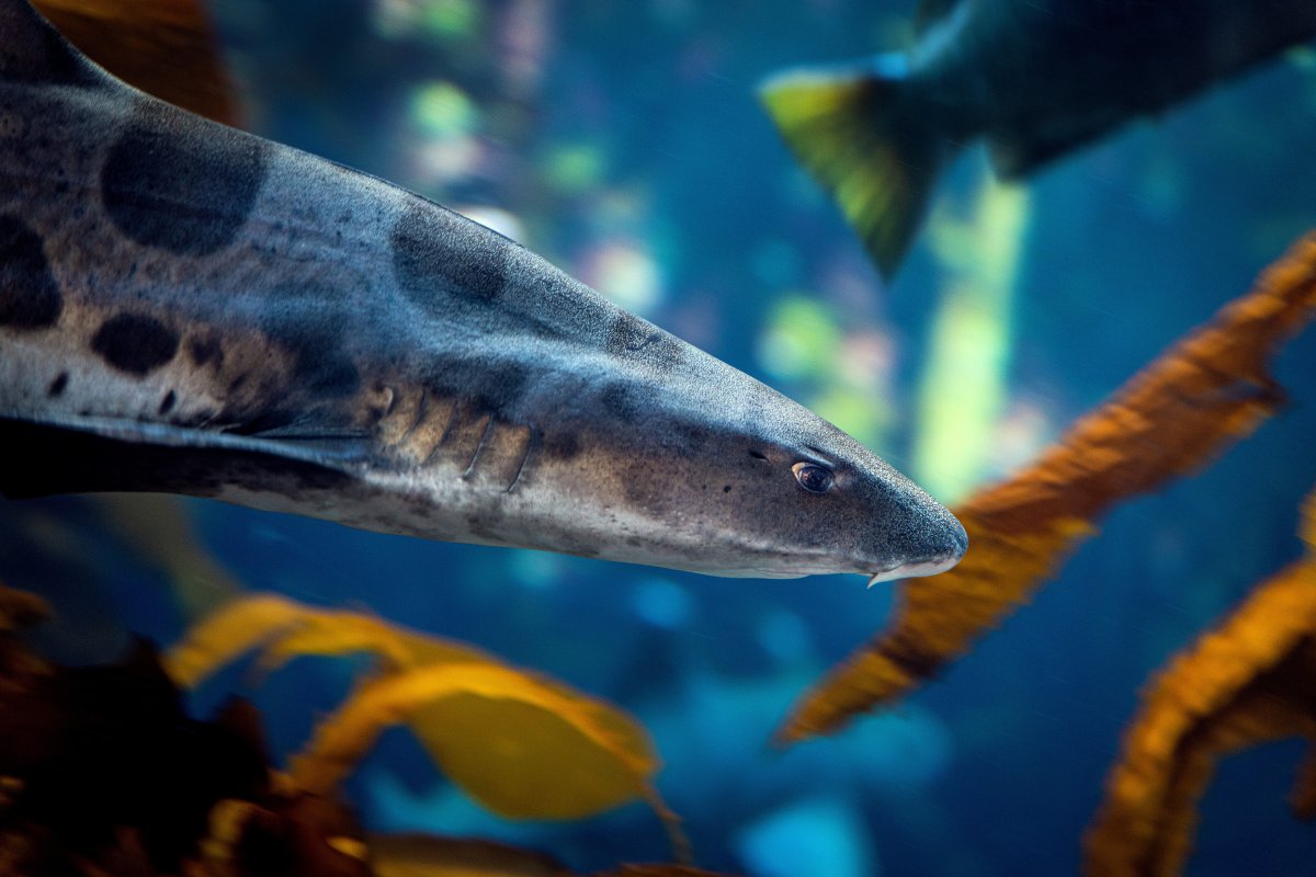Leopardonnez-moi, says the leopard shark