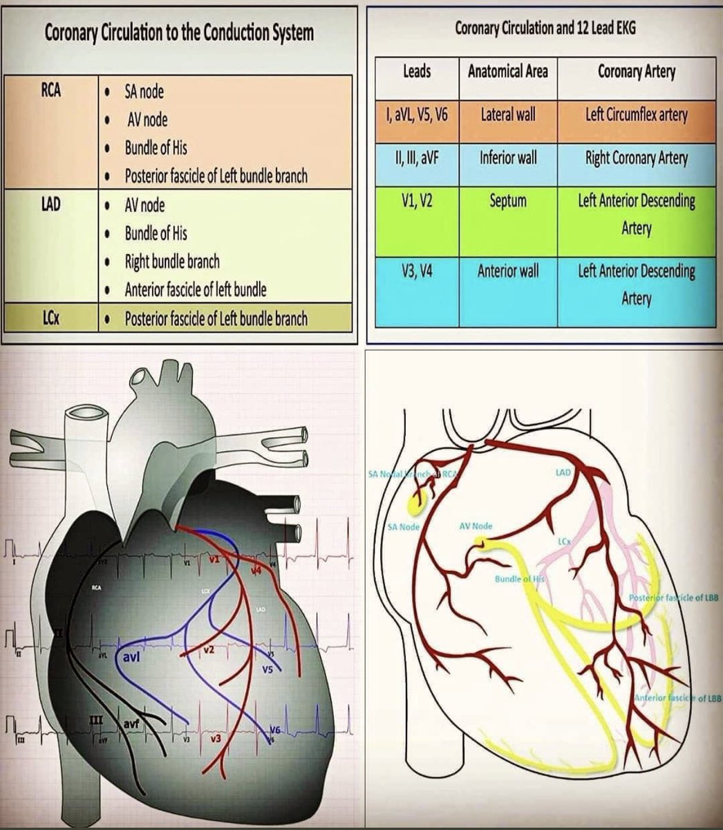 Medical_MD1's tweet photo. Quick Review on 

Basics of EKG 😍👌🏼

. https://t.co/d90T5f16zT