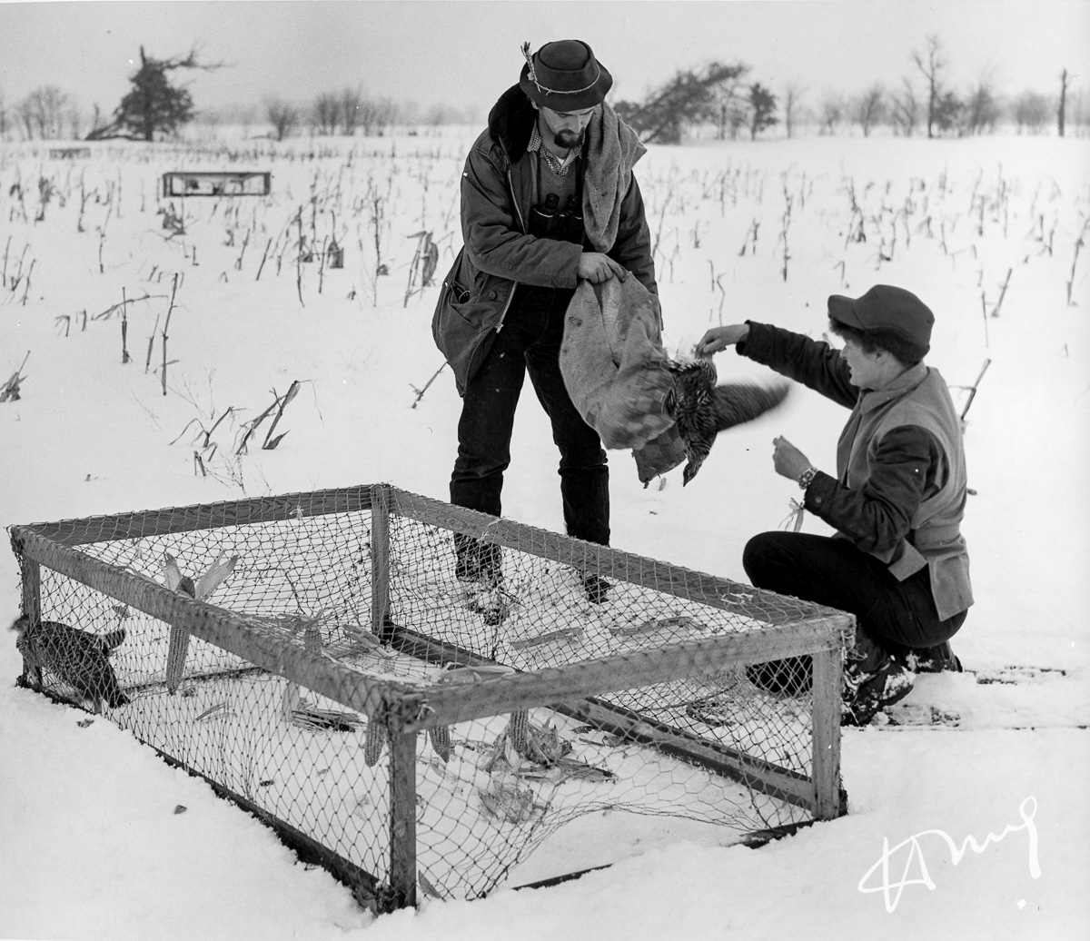 HugoWilmar2's tweet photo. Hi, @LitaJudge, please forgive my blunt intrusion. I've stumbled upon a couple of photos of your grandmother, taken in 1952-1953-ish, prolly for @UWiscPress. She's ringing #grouse for her research project during a field trip #WildlifeManagement.  How cool is that, @UWMadison? https://t.co/YEya0Nhq1n