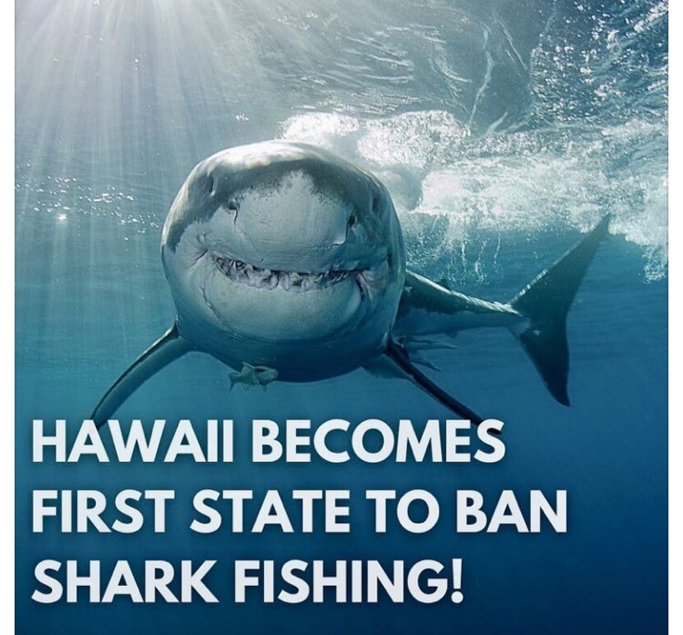 RT great news!! Hawaii becomes the first state to ban shark fishing! 
#Shark #SharkConservation