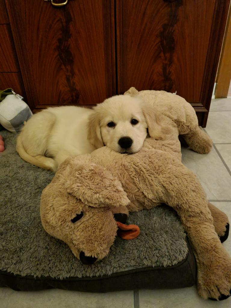 Becksili95's tweet photo. @HillyHindi My puppy Loki says hi 🥰 https://t.co/Lp1uKzLqr3