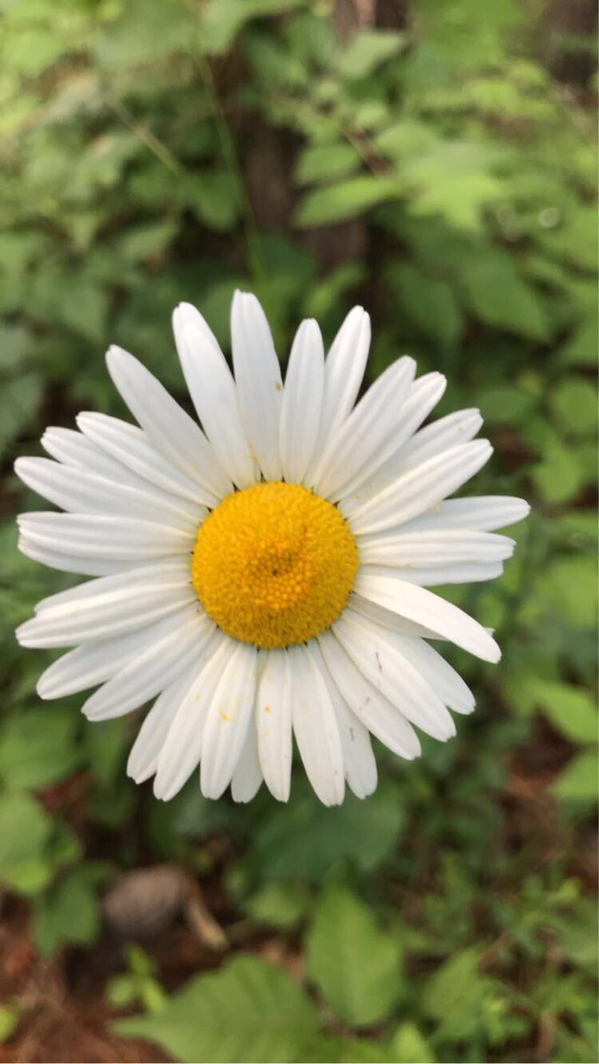 KrisDanielle9's tweet photo. I LOvE finding beautiful flowers πΈ #Flowers #spring #beautiful #cantwait #Chattanooga #lookoutmtn #hiking #walking #tourism #trees #sopretty #georgia #lovethis #raccoonmtn https://t.co/pHkSVi91G0