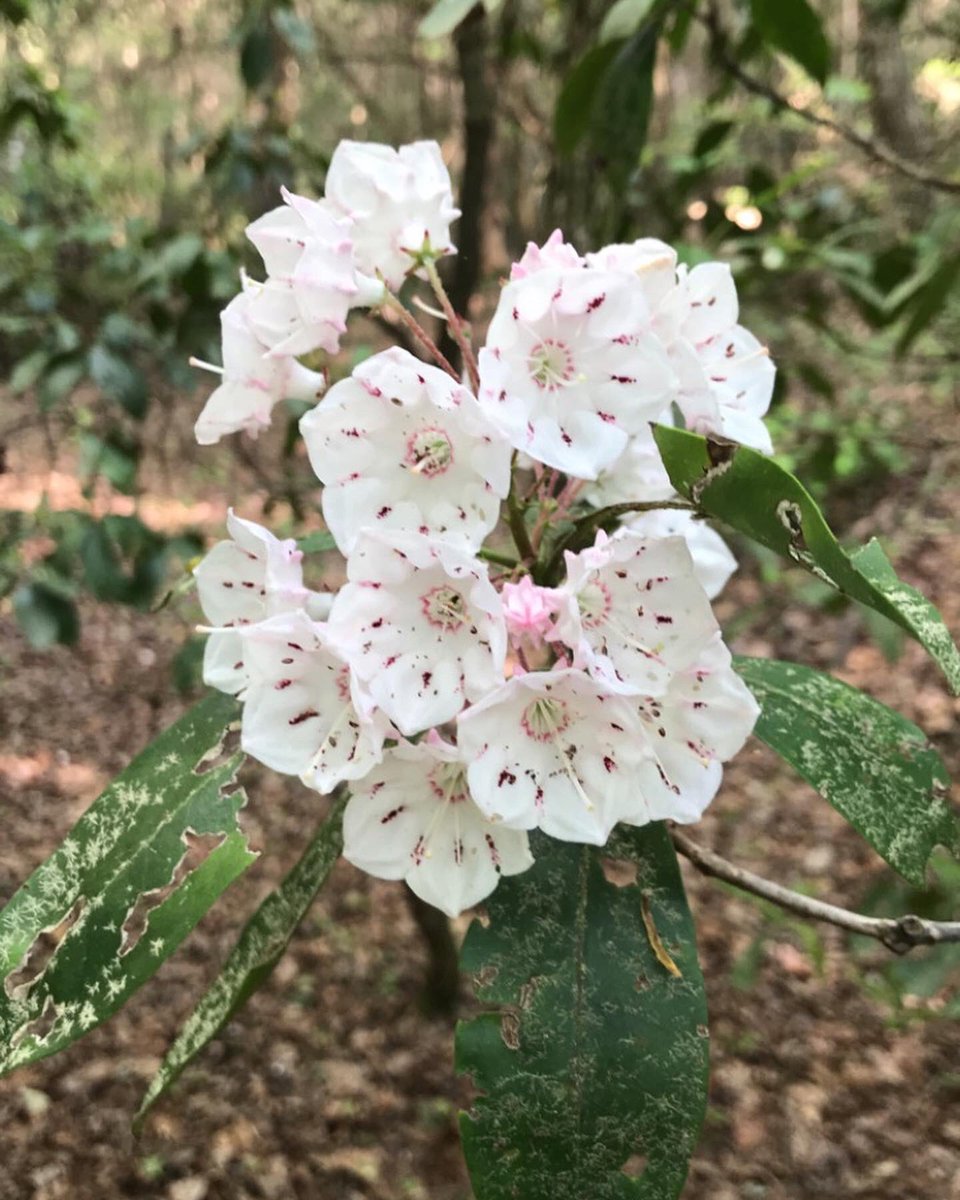 KrisDanielle9's tweet photo. I LOvE finding beautiful flowers πΈ #Flowers #spring #beautiful #cantwait #Chattanooga #lookoutmtn #hiking #walking #tourism #trees #sopretty #georgia #lovethis #raccoonmtn https://t.co/pHkSVi91G0