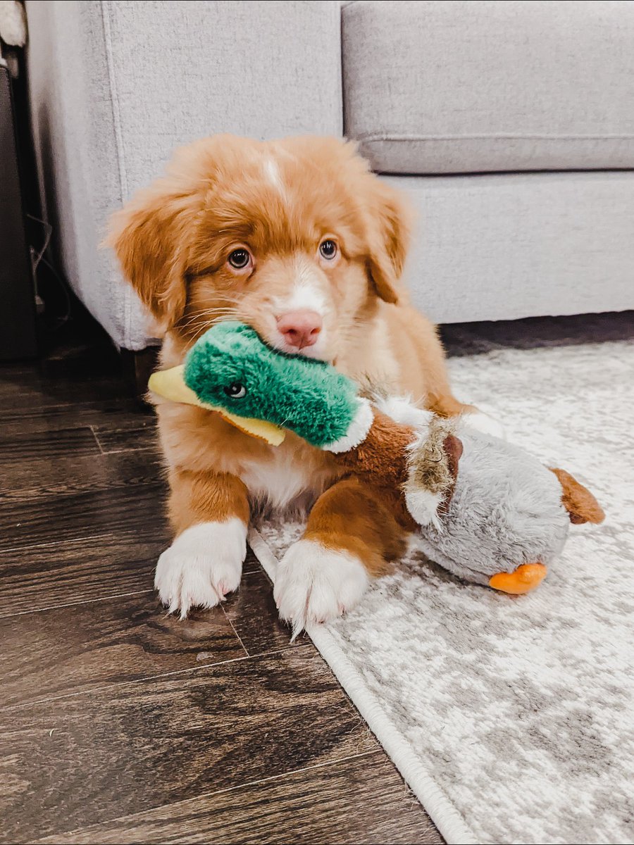 Winner winner duck dinner 🦆 Here's Eddie the puppy showing off his hunting skills! 

The KONG Duck Toy features a texture that satisfies a dog's natural chewing instincts, and has long floppy legs for shaking and tugging play sessions! Grab one here: fal.cn/3lESf