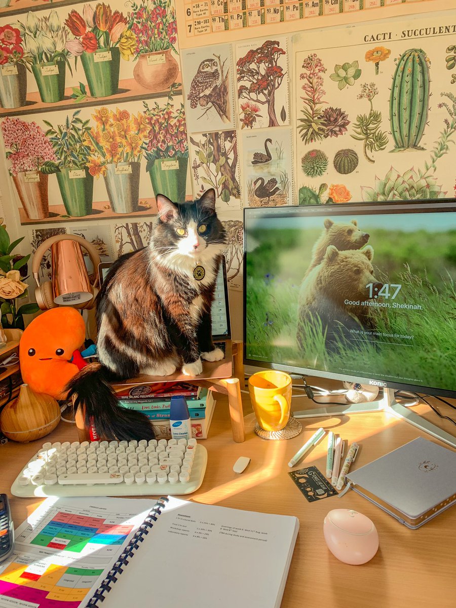 Shekinah Glory 🐻 tweet media