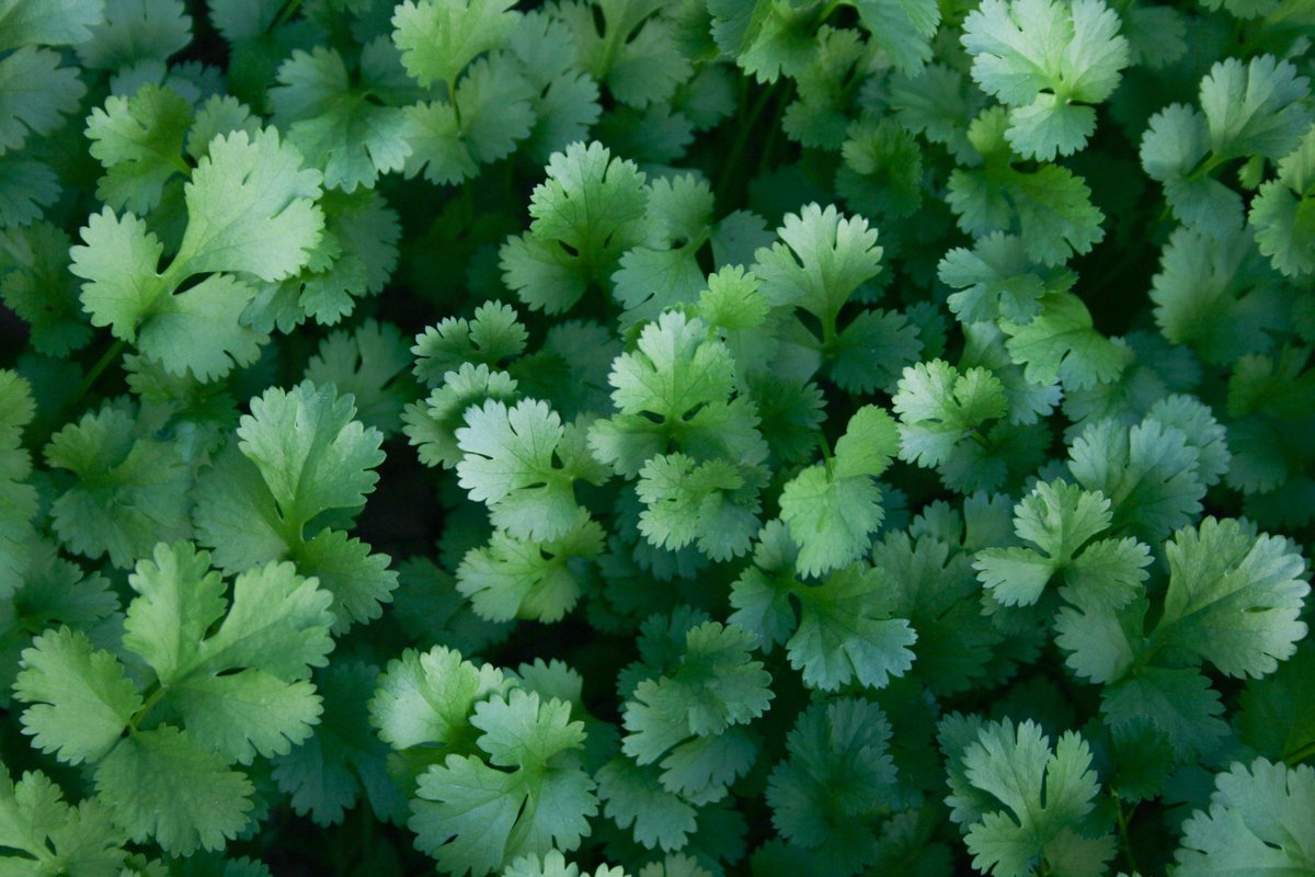 EarthLoveGarden's tweet photo. Cilantro is a cool season herb that thrives in the spring! It’s great to sow seeds now, and is surprisingly frost tolerant if it has cover, such as in a Garden Bed Hoop House.
Learn more at: https://t.co/EwcN21uQMH

#gardening #wintersowing #wintergrowing #wintergardening https://t.co/X8jdDhDP3G
