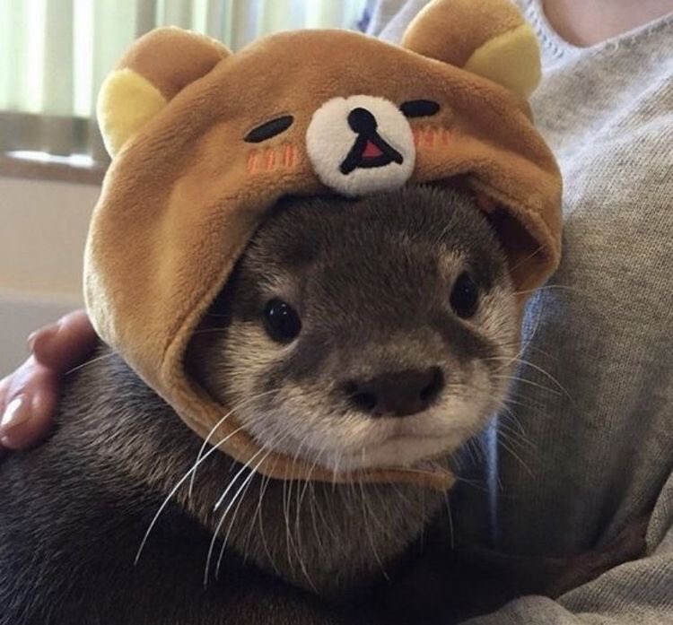 darlingbuck's tweet photo. @lindaxlaufeyson i just saw this on the tl but can i offer u some cute otters in hats https://t.co/tlo00AJoKl