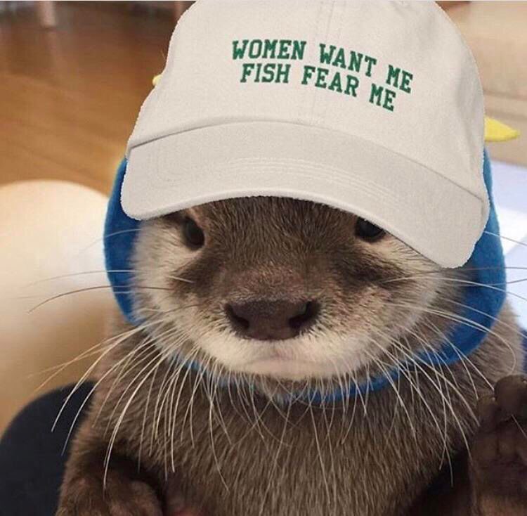 darlingbuck's tweet photo. @lindaxlaufeyson i just saw this on the tl but can i offer u some cute otters in hats https://t.co/tlo00AJoKl