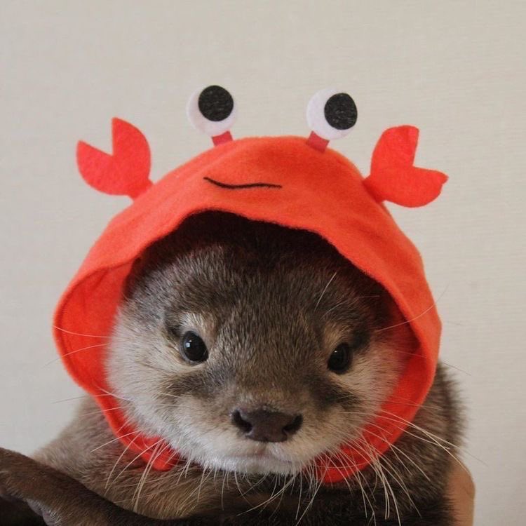darlingbuck's tweet photo. @lindaxlaufeyson i just saw this on the tl but can i offer u some cute otters in hats https://t.co/tlo00AJoKl