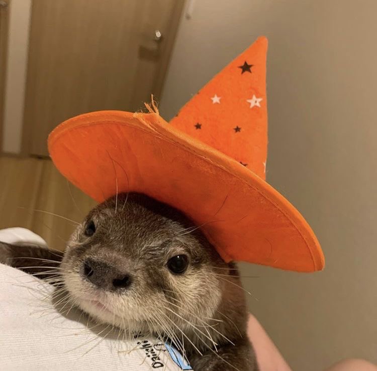 darlingbuck's tweet photo. @lindaxlaufeyson i just saw this on the tl but can i offer u some cute otters in hats https://t.co/tlo00AJoKl