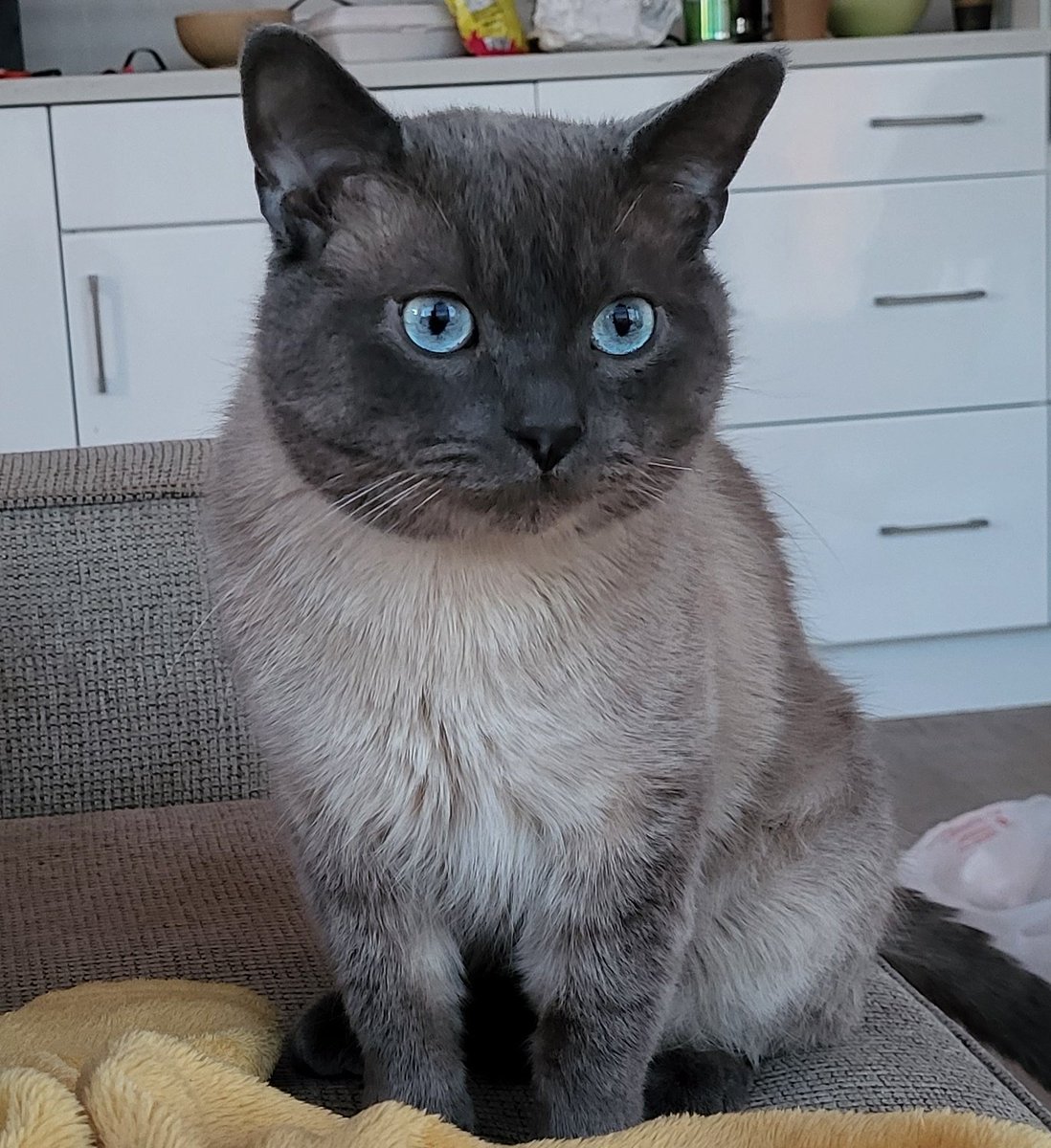 BecLizWag's tweet image. Celebrating self-care and #mentalhealth by spending time with my beautiful recently adopted pet Gimli from @kwsphumane.

❤❤❤

#BellLetsTalk #catstagram