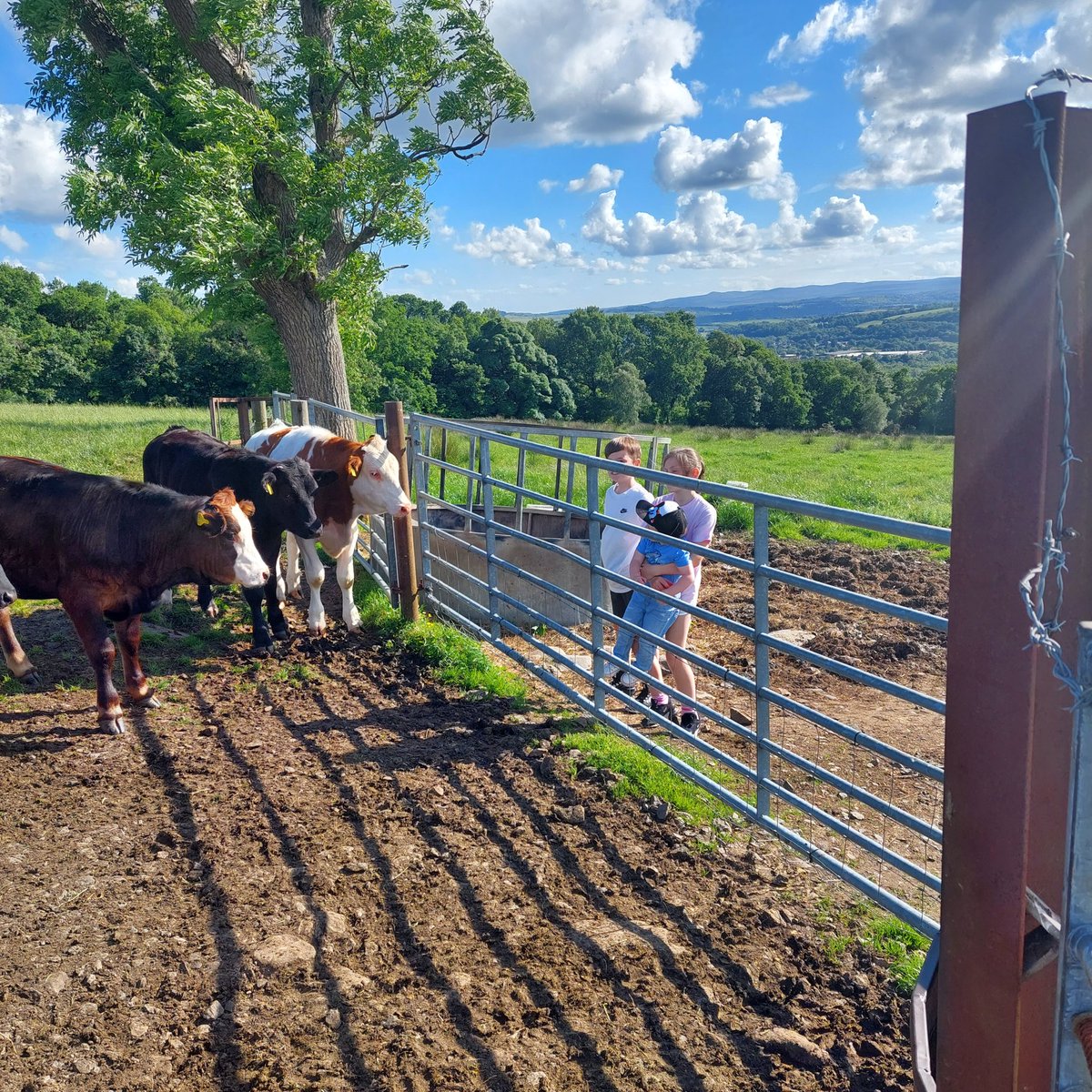 Pedroming tweet media